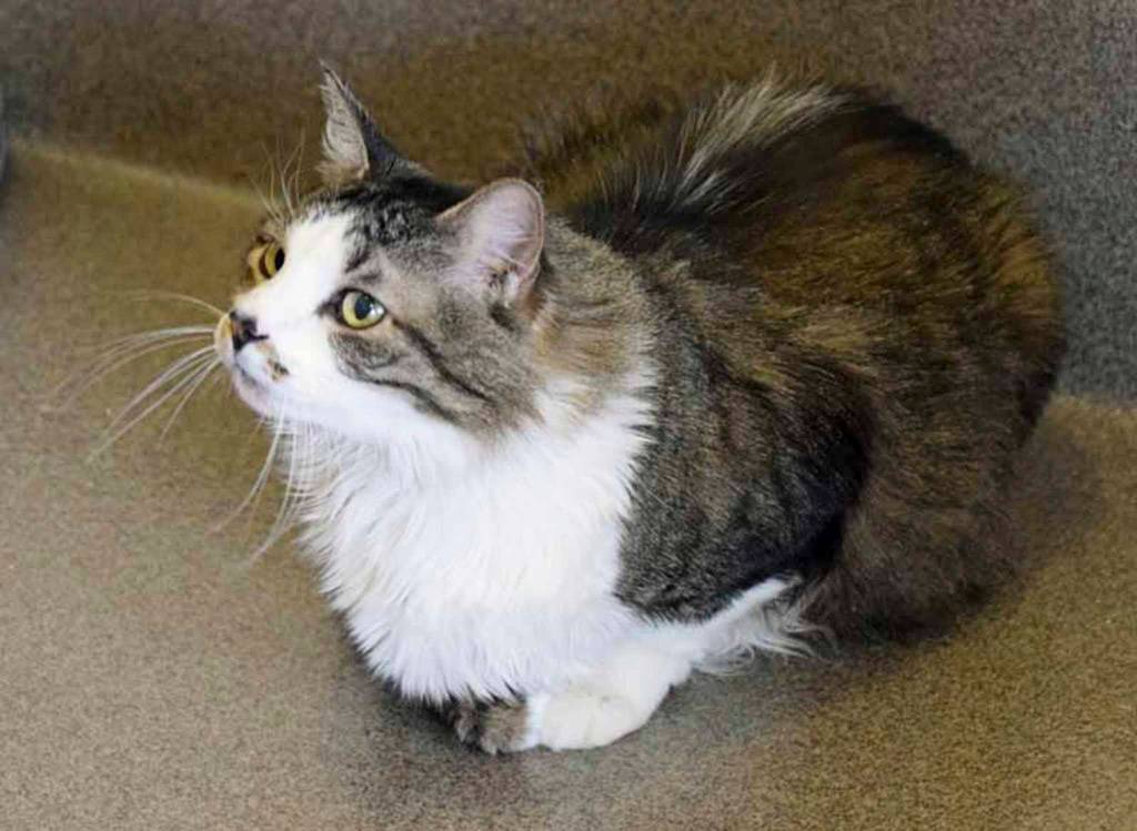 Leon is a beautiful boy looking for a forever home. Hes affectionate and will cuddle up with you given the chance. We dont know how he is with dogs or children, so a slow, careful introduction would be needed. (Arleigh Movitz/Everett Animal Shelter)