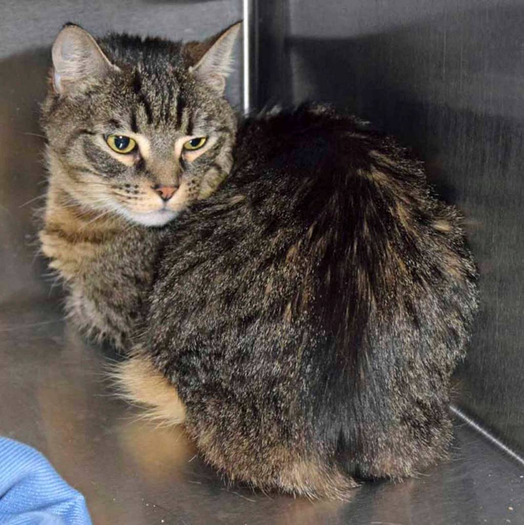 Mary is a little tabby looking for a new home. She may seem shy at first, but if you give her a chance shell open up to you. She will need a quiet home with a patient family willing to give her the space and time she needs. We dont know how she is around dogs or children, so a slow, careful introduction would be needed. (Arleigh Movitz/Everett Animal Shelter)