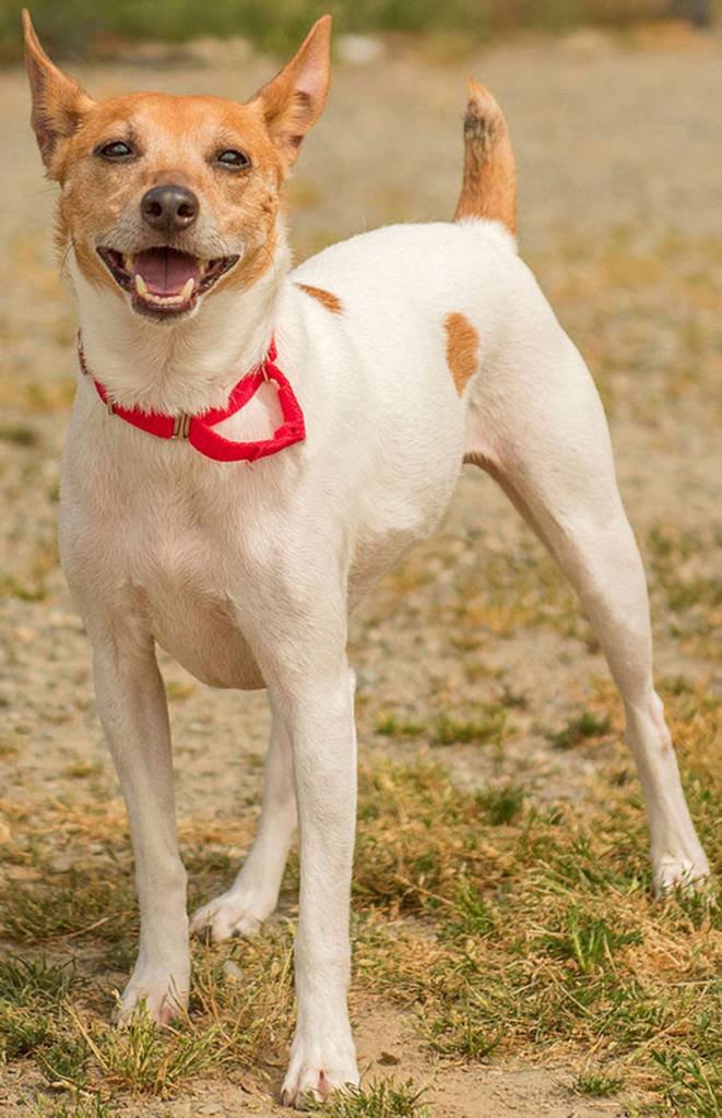 Milo is a very active rat terrier! He has lived with another dog and done well and is reported to tolerate cats after proper introduction. Milo also has lived with children but is protective of his food and sleeping space  including the couch. Any children in the home should be over the age of 10 years and respectful of bossy dogs. Please read Milos complete profile prior to adoption, as this guy is a true terrier and lives up to all the breed traits! Milo has tried apartment living and it wasnt for him. (Curt Story/Everett Animal Shelter)