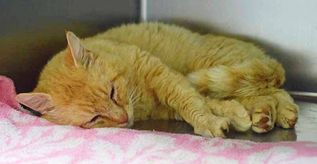 Orson is a pretty, orange, shorthair looking for a new family. Hes a mellow guy who would like a calm home. We dont know how he is around dogs or small children, so a slow, careful introduction would be needed. (Arleigh Movitz/Everett Animal Shelter)