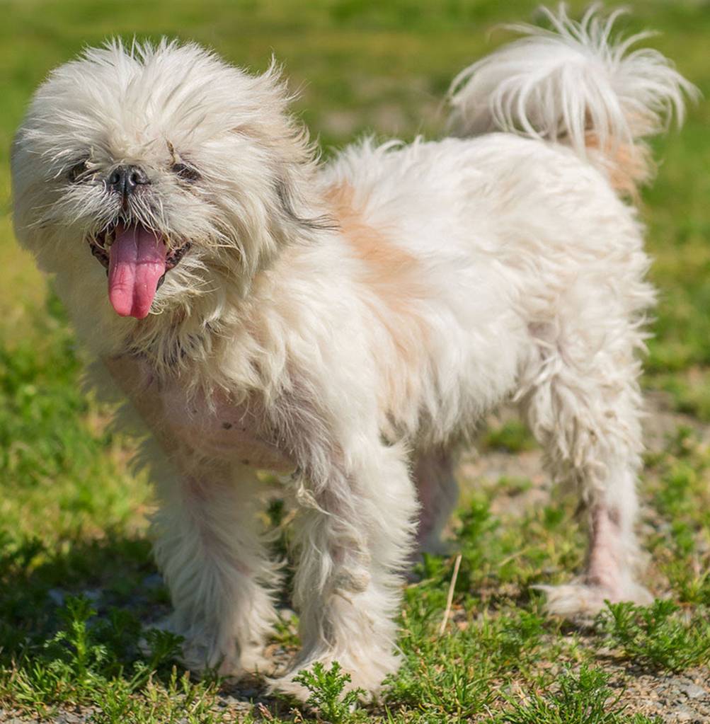 Sylvie arrived at the shelter in rough shape. It sounds like she had been wandering around a neighborhood for a month or two. She has a skin infection that is being treated and is very thin but she is recovering nicely. Sylvie will need a meet and greet with any resident dogs and we are not sure how she will do with cats. Her next family will need to be financially secure as she does need her heart monitored and will need regular professional grooming. (Curt Story / Everett Animal Shelter)