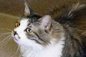 Five cats and a dog await for new homes from Everett Animal Shelter