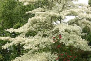 Great Plant Pick: Cornus controversa ‘Variegata’