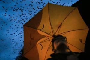 Today’s Pub Night Talk at McMenamins will be all about crows