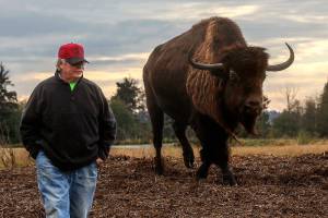Paul Brandal, 64, walks with his 25-year-old bison, Wobble, across a portion of his 70-acre farm between Ebey Slough and Sunnyside Boulevard Monday afternoon. He just knows me, Brandle says about the 1,800-pound animal. He follows me around like a puppy. (Dan Bates / The Herald)