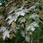 Did you find spots or patches of white powder on your plant?