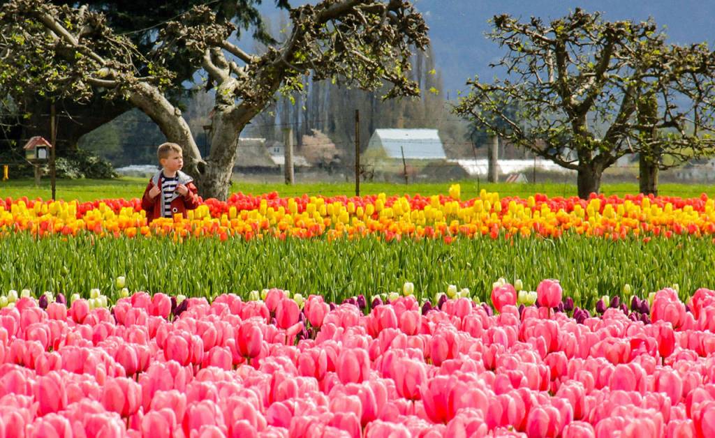 David Carlos, April 14, 2017: Tulip Town, Mount Vernon. David is a prolific contributor to The Heralds Reader Photos web page, and his striking photos have been selected several times for our Community Extra page.