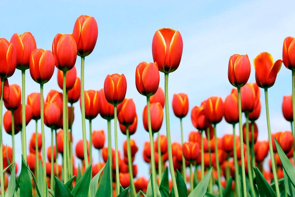 Bob Coleman, April 15: These delightful orange beauties were captured at the Skagit Valley Bulb Farm in Mount Vernon. It is one of more than 500 photos Bob took of flowers that day, he said.