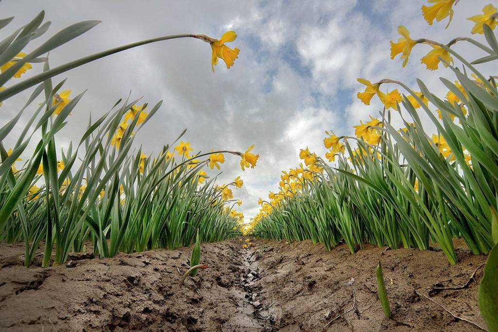 Ronn Beams, March 30: I shoot the daffodil fields in Skagit County every year, looking for ways to see whats there in a way a little different from my past shots, Beams wrote.