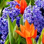 Sandra Peery, April 9: Taken at RoozenGaarde near Mount Vernon. Sandra wrote, admiring all of their beautiful tulips and other flowers such as these crocus and hyacinths.