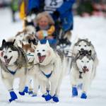 Eagle River, Alaska, musher Tom Schonbergers lead dogs trot along Fourth Avenue during the ceremonial start of the Iditarod Trail Sled Dog Race in Anchorage, Alaska, on March 3. Animal rights activists are toasting the maker of Jack Daniels whiskey, which ended its long-running sponsorship of the 1,000-mile race. (Michael Dinneen / AP file)