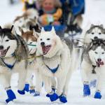 Longtime sponsor of Iditarod cuts ties with Alaska race