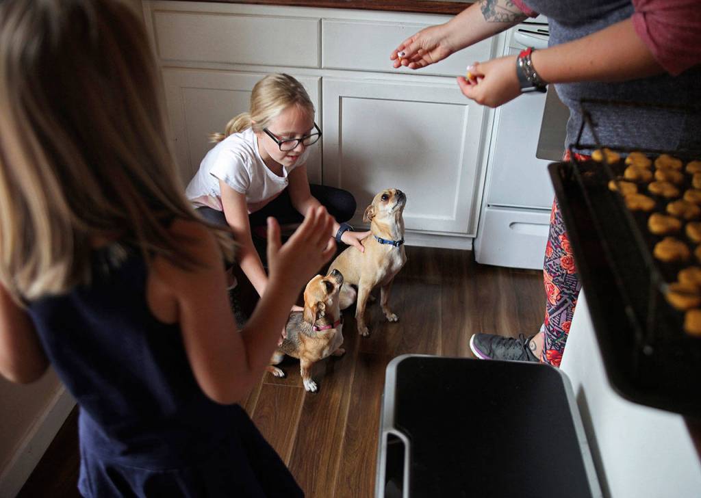 Zoe Bennett holds her familys two dogs Bear and Griz as they are fed the leftover broken treats by her mom and sister on Thursday in Marysville. (Olivia Vanni / The Herald)