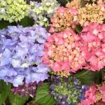 New collections of hydrangeas are reblooming and more compact. (Photo by Nicole Phillips)