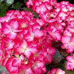 Hampton, Seaside Serenade series. (Photo by Nicole Phillips)