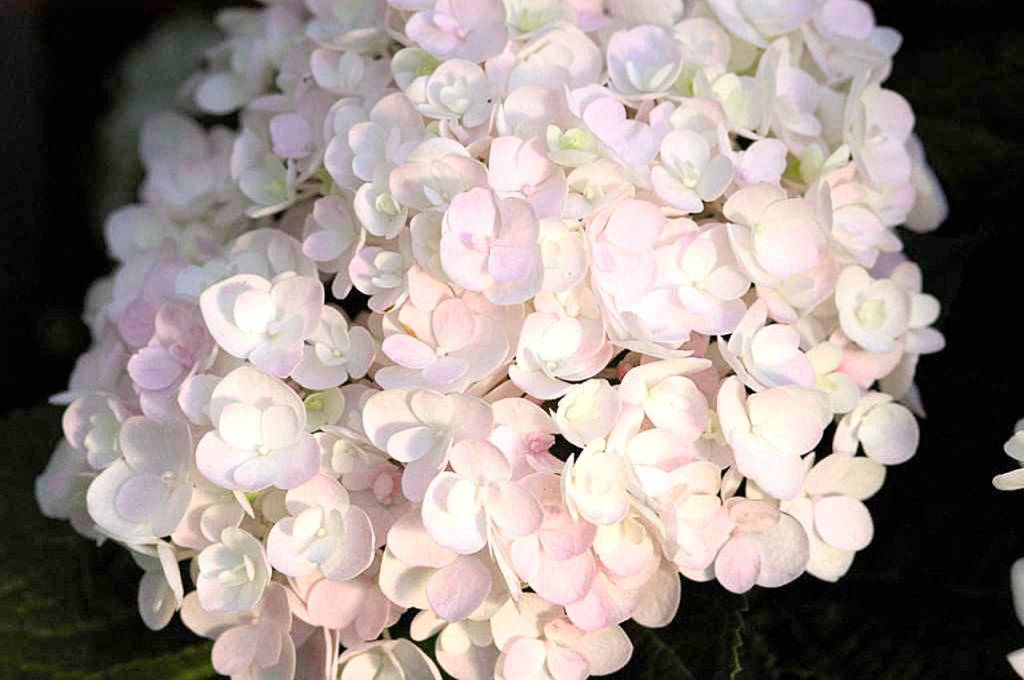 Blushing Bride, Endless Summer series. (Photo courtesy of Endless Summer Blooms)