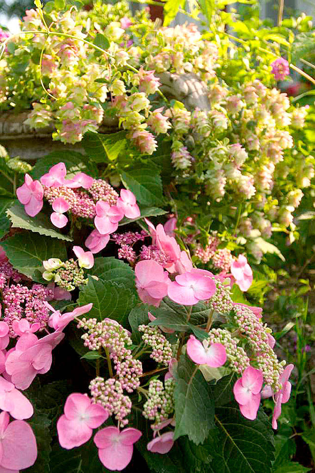 Twist-n-Shout, Endless Summer series. (Photo courtesy of Endless Summer Blooms)