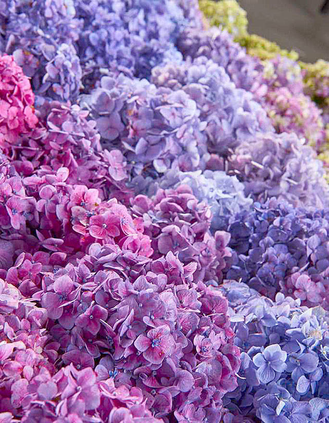 BloomStruck, Endless Summer series. (Photo courtesy of Endless Summer Blooms)