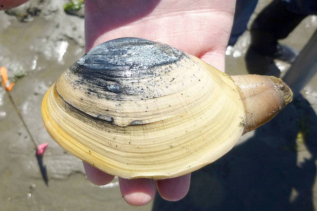 A butter clam is seen with its siphon sticking out. (Sound Water Stewards)