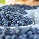 Liberty blueberries from Hazel Blue Acres sits in buckets. (Photo by Jennifer Fuentes)