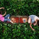 Kristina Primachik and Ella Boyko work to fill their trays with strawberries while other members of their families pick nearby in the strawberry fields at Baileys U-Pick on Springhetti Road in Snohomish. (Dan Bates / Herald file)