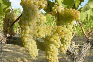 Northwest Wine: Summer shines alongside vibrant Northwest white wines
