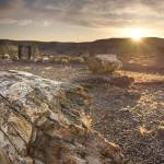 Marvel over the remains of one of the most unusual fossil forests out there, with some of the rarest forms of petrified wood in the world, at Ginkgo Petrified Forest State Park. (Washington State Parks)