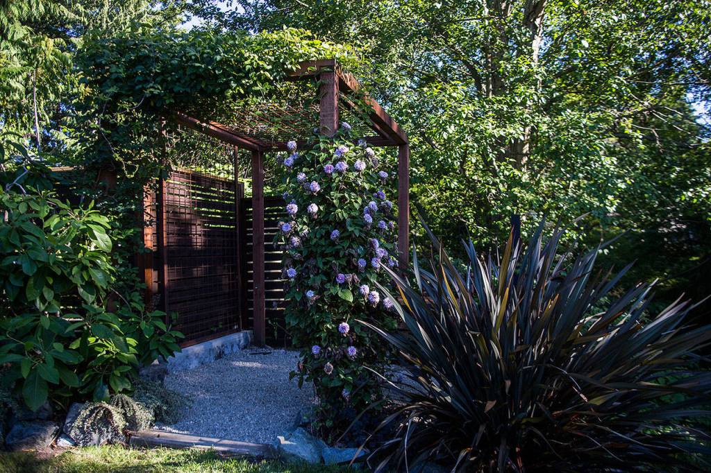A jasmine plant grows up a metal frame in the Woodsons garden. (Olivia Vanni / The Herald)