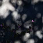 A small purple flower is highlighted by the sun in the Woodsons garden in Edmonds. (Olivia Vanni / The Herald)