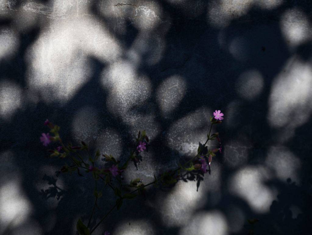 A small purple flower is highlighted by the sun in the Woodsons garden in Edmonds. (Olivia Vanni / The Herald)
