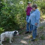 David New and Darlina New collect berries on their family lot, Nourse Tree Farm, and will host an open house next weekend to celebrate being the Tree Farmer of the Year for Washington. (Kevin Clark / The Herald)