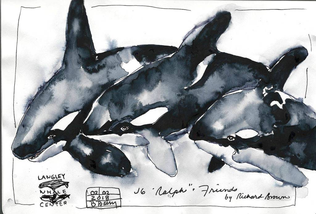Orca painting by Richard Brown at Langley Whale Center, sketch by Barbara Barry