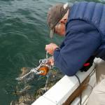 Jerry Solie of Everett pulls up a crab pot near Hat Island. (Mike Benbow photo)