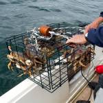A nice haul of crab lured into the pot with some fresh chicken. (Mike Benbow photo)