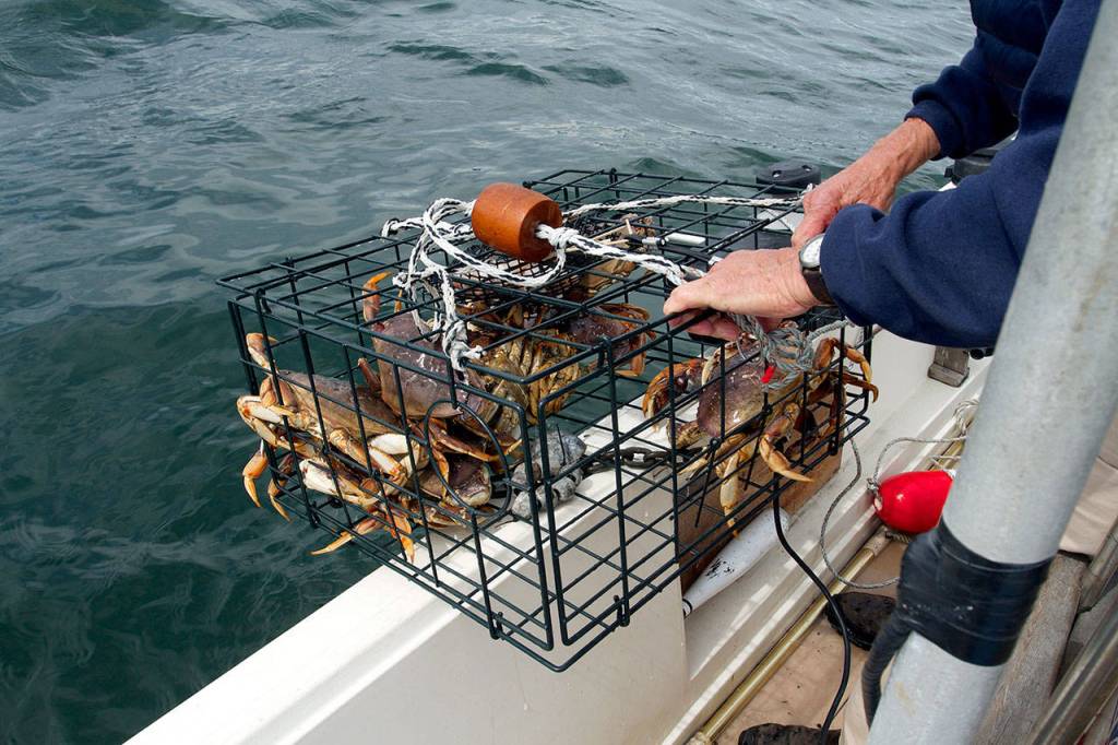 A nice haul of crab lured into the pot with some fresh chicken. (Mike Benbow photo)
