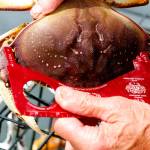 Keeper crab need to be males, have hard shells, and be at least 6.25 inches long. (Mike Benbow photo)
