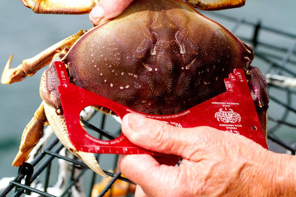 Keeper crab need to be males, have hard shells, and be at least 6.25 inches long. (Mike Benbow photo)