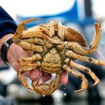 Female crab, which must be released, have a shorter, broader abdomen. (Mike Benbow photo)