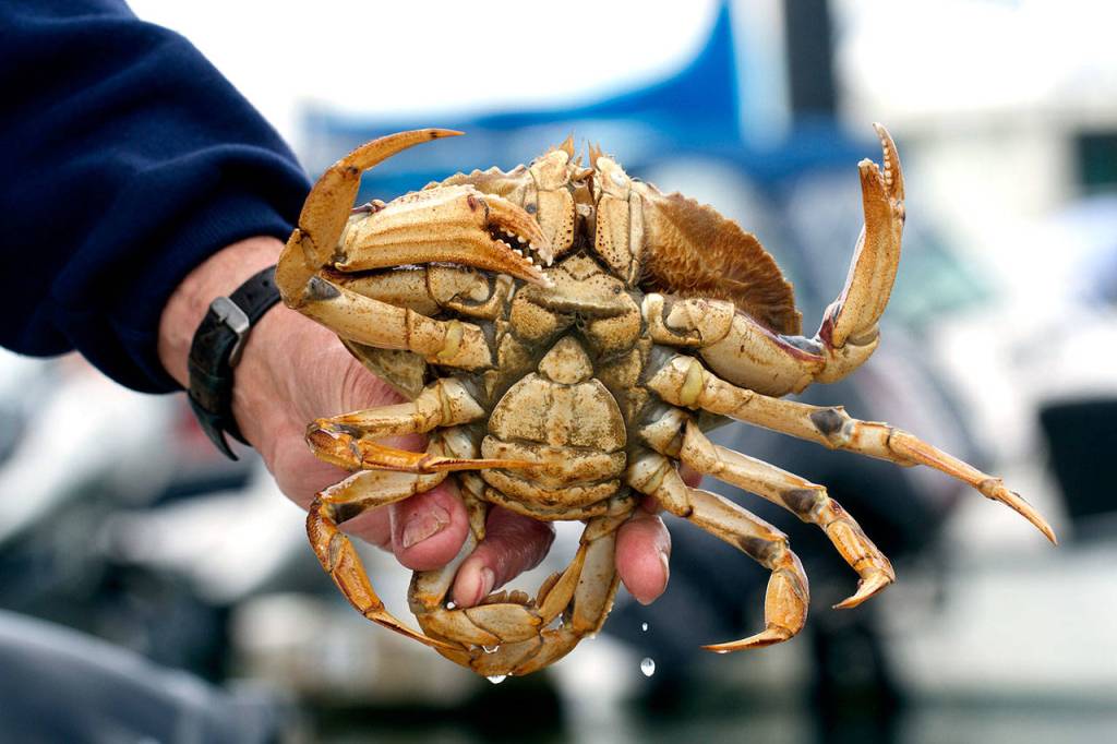 Female crab, which must be released, have a shorter, broader abdomen. (Mike Benbow photo)