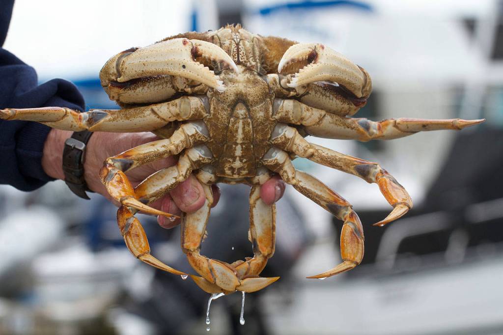 Male crab have a longer, narrower abdomen. (Mike Benbow photo)