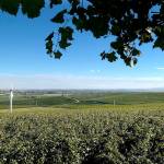 Seven Hills Vineyard is a 170-acre planting in the southern end of the Walla Walla Valley near the town of Milton-Freewater, Oregon. (Photo courtesy of LEcole No. 41)