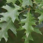 The pin oak is probably the most widely planted America oak species. (Richie Steffen)