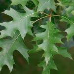Great Plant Pick: Quercus palustris, pin oak