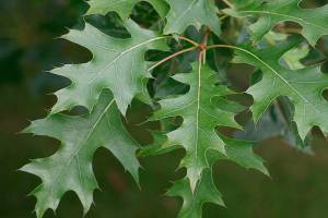 Great Plant Pick: Quercus palustris, pin oak
