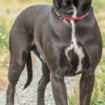 Bubba is a young dog with lots of energy! He is looking for a home that has the time and patience for training. He loves to play fetch and knows a few commands. Bubba will need a meet and greet with any resident canines that are his size or larger. He cannot live with small dogs, cats or any other small critters. Any children in the home should be over 10 years old. (Curt Story/Everett Animal Shelter)