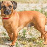 Chewy is a fun little guy looking for a calm home. He has lived with other dogs but will need a meet and greet prior to adoption. He cannot live with small dogs, cats or small critters. Any children in the home need to be over 13 years old and respectful of his space. (Curt Story/Everett Animal Shelter)