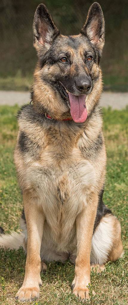 Eva is a very smart German Shepherd looking for a home without any other animals. Any children in the home will need to be over 13 years old. Eva loves to swim, fetch and play with her toys. (Curt Story/Everett Animal Shelter)
