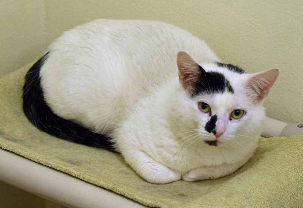 Glen is a big black and white guy looking for a new forever home. He might seem a bit shy but give him a chance and hell open up in no time. Hes independent, but happy to show affection. We dont know how he is around dogs or children, so a slow, careful introduction would be needed. (Arleigh Movitz/Everett Animal Shelter)