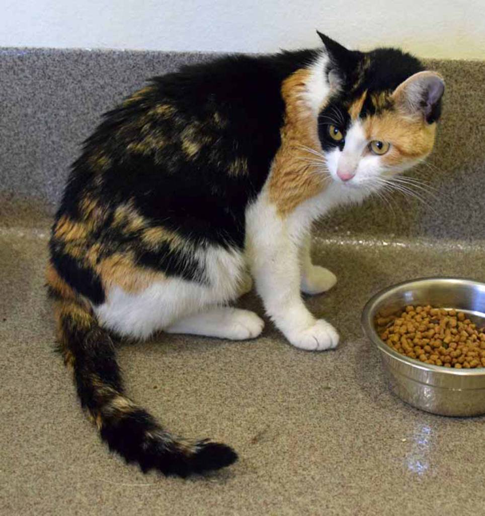 Janis is friendly lady who is looking for a home to call her own. Janis came in as a stray cat, how she will do with other cats, dogs or young kids is unknown. A slow introduction to any resident pets and young kids will need to be done. (Arleigh Movitz/Everett Animal Shelter)