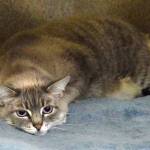 Kona is a playful cat. She plays with all kinds of toys, which would help her lose some weight. She has lived with other cats and dogs and tolerates them. She would do best with an older mellower type of dog and cat. She will still need a slow introduction to any resident pets and young kids. (Arleigh Movitz/Everett Animal Shelter)